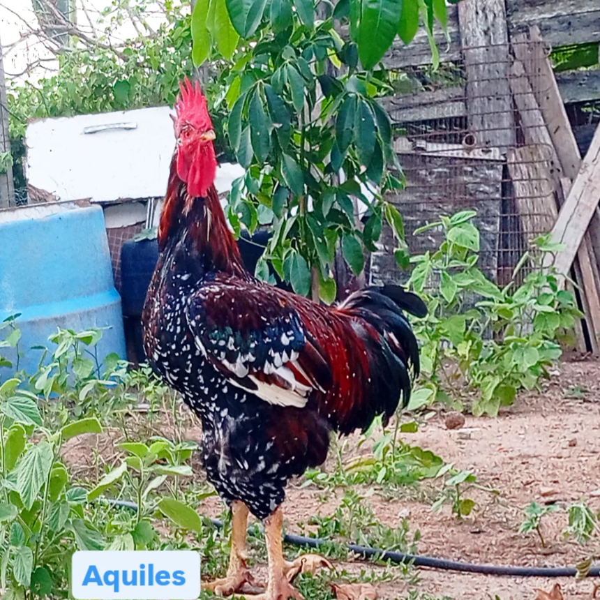 Aquiles — Reprodutor GSB