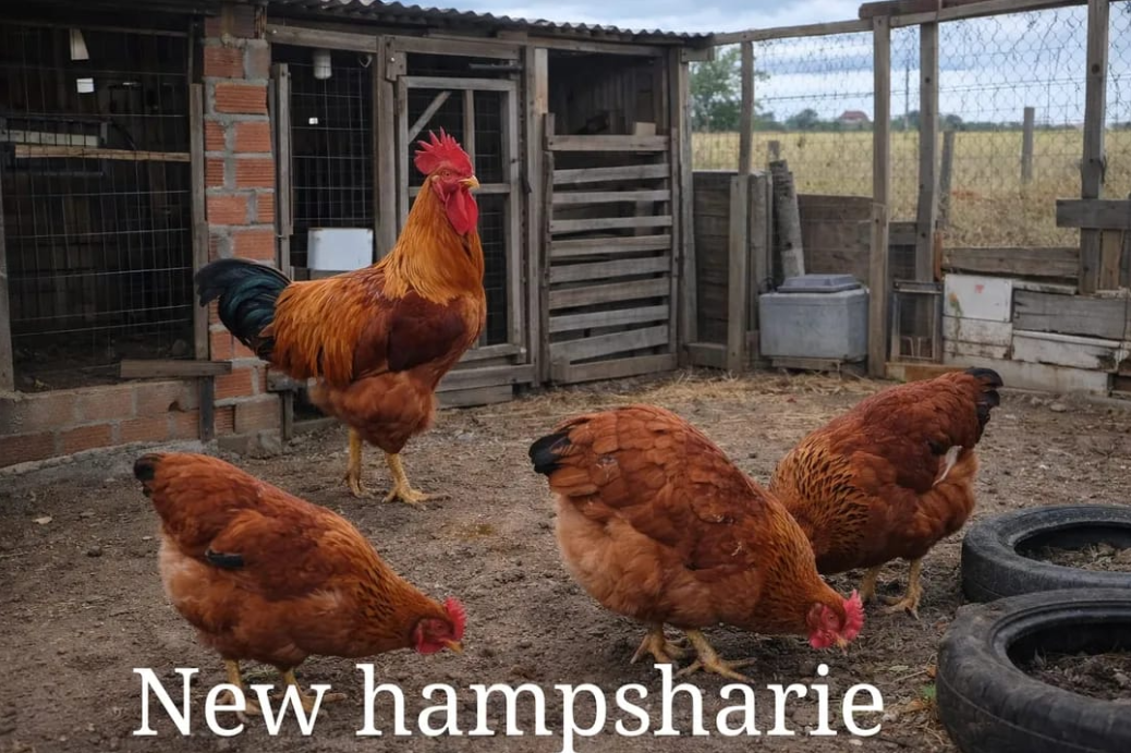 Ovos Férteis — New Hampshire